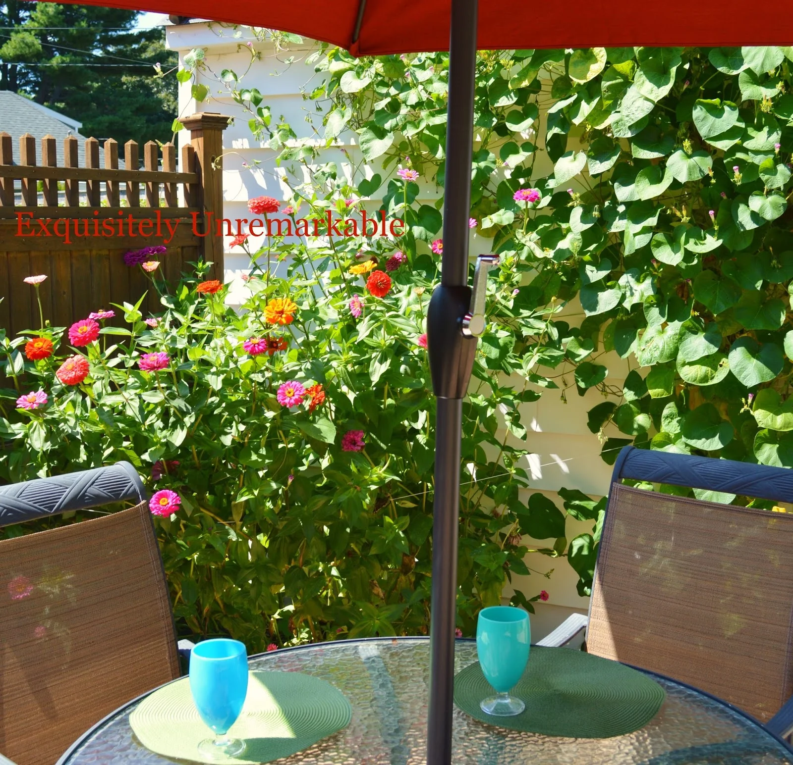 Growing Zinnias In A Tight Spot