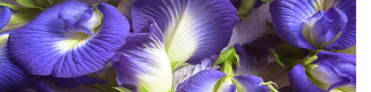 Clitoria ternatea: Reina de las leguminosas tropicales