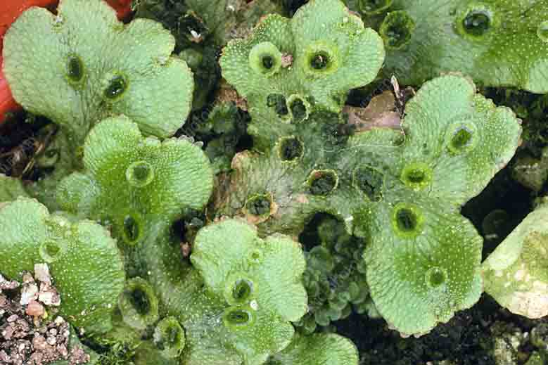 Soal Pilihan Ganda Tumbuhan Lumut Dan Paku Jawaban Muttaqin Id