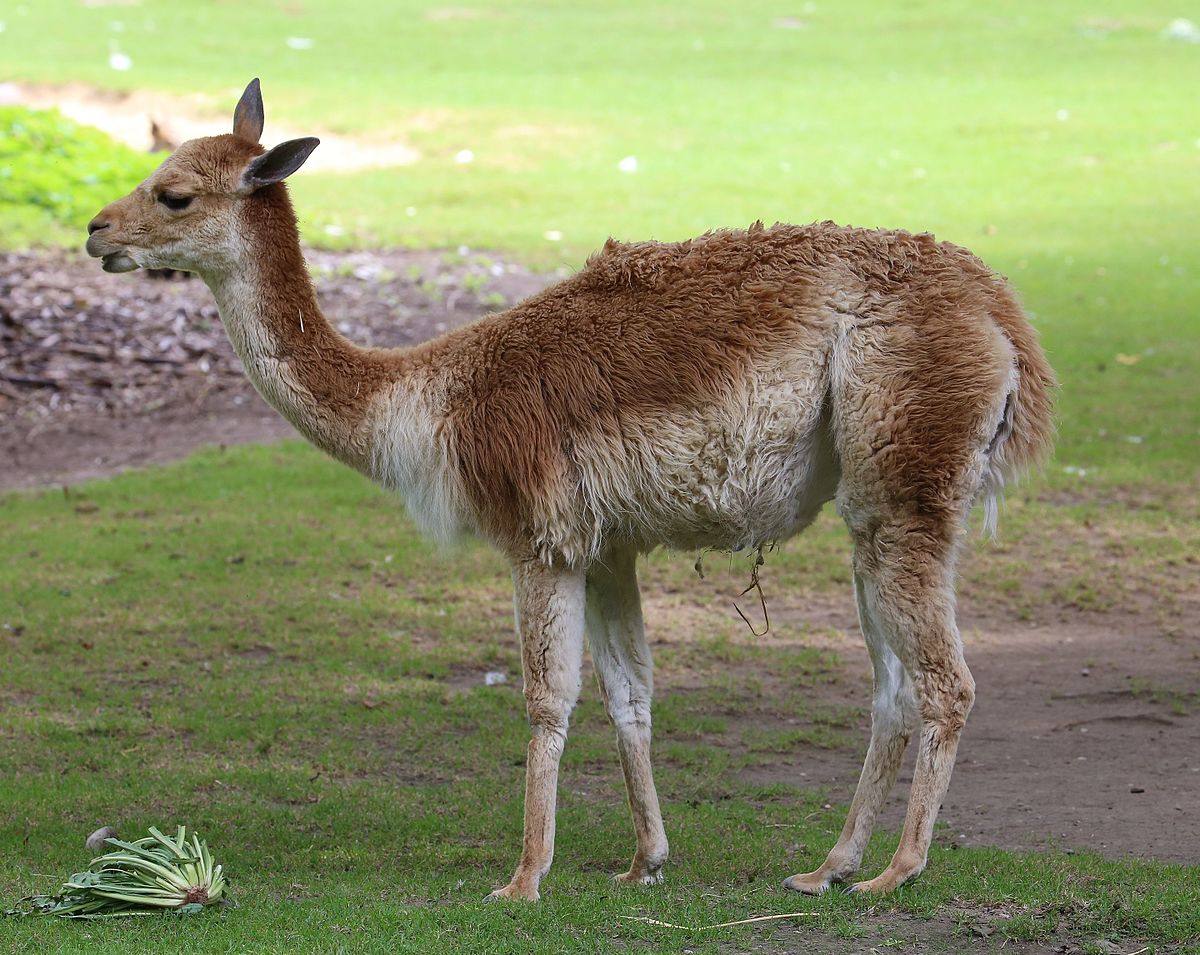 wool giving animals Scribd india