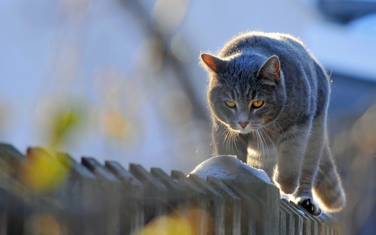 Cat on fence  Okay Wallpaper