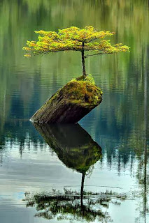 Amazing Tree On Stone In Water