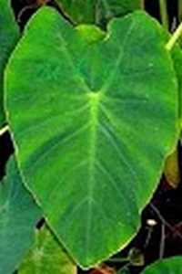 Picture of Taro Leaf, Elephant Ear Shape