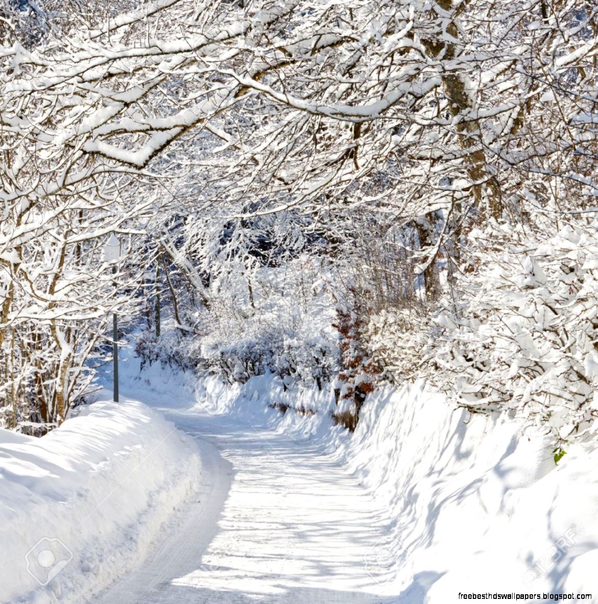 A Beautiful Day In Winter Wonderland Snowcapped Trees Over Snowy