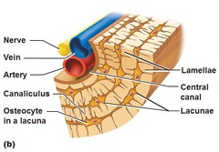 Bone And Skeleton Lecture 23 Bvetmed1