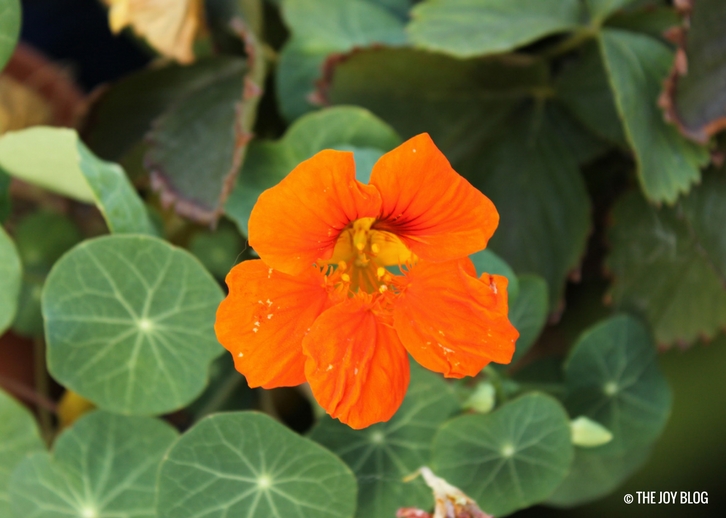 How to Grow Nasturtiums THE JOY BLOG