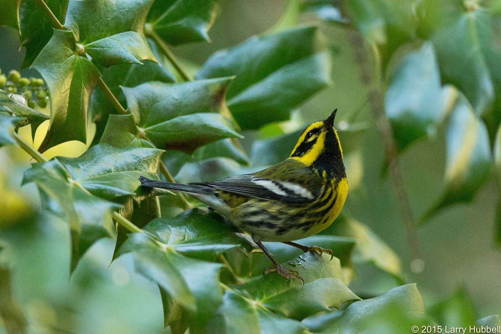 Our birds warbler of north america