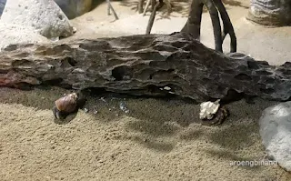 jakarta aquarium neo soho