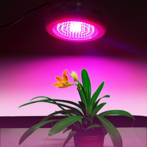 Plant and Love Is It Appropriate for Plants with 24 hours Lighting