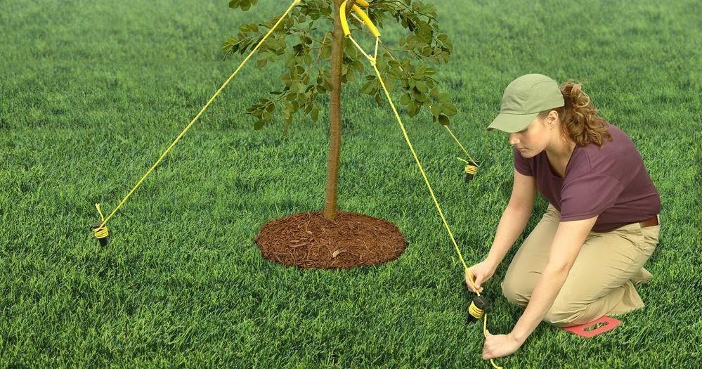 Gardening Guide to Staking and Guying Trees