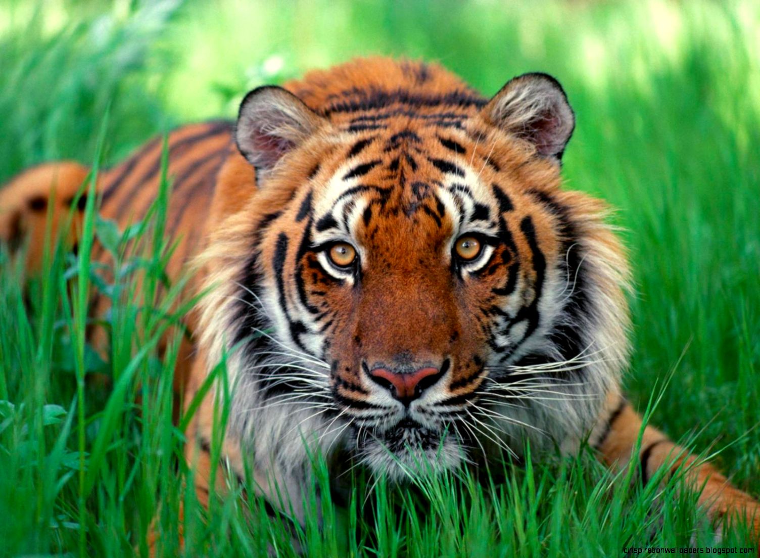Sumatran Tiger