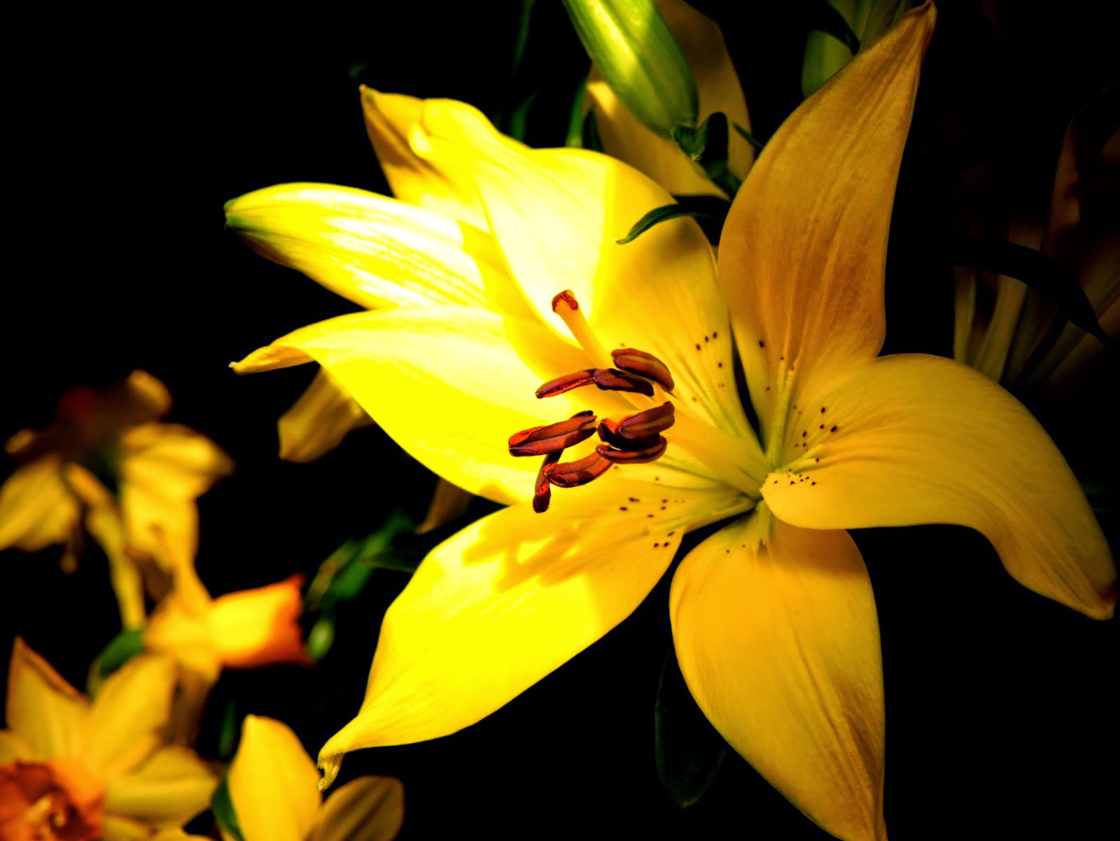 Flower free image for commercial use