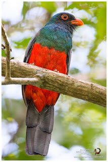 Slaty-tailed Trogon (Trogon massena) - male