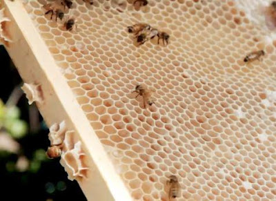 Manfaat Kesehatan dari Royal Jelly