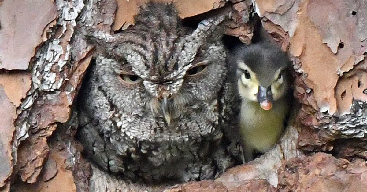 Adorable Pictures Of An Owl Raising A Duckling