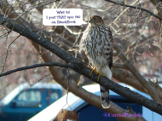 Hawk talking about posting on hawkbook
