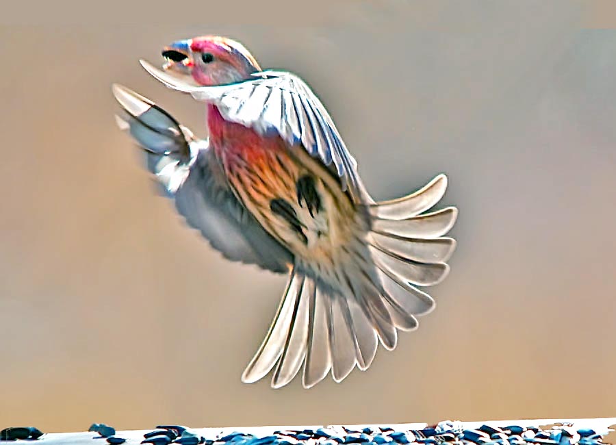 One Jackdaw Birding House Finches