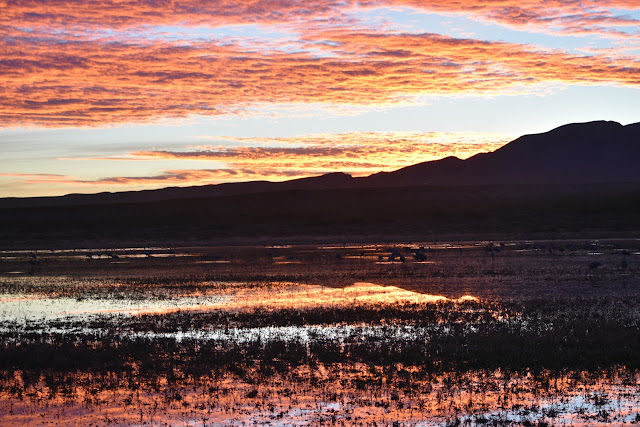  Sunset at Bosque del Apache National Wildlife Refuge