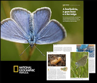 BORBOLETA-AZUL-DAS-TURFEIRAS :: ARTIGO NATIONAL GEOGRAPHIC - PORTUGAL