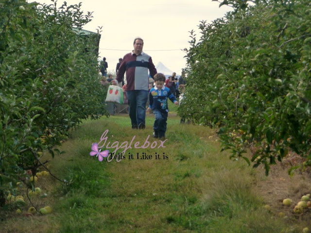Fall time family fun picking apples at Marker-Miller Orchards in Winchester VA,