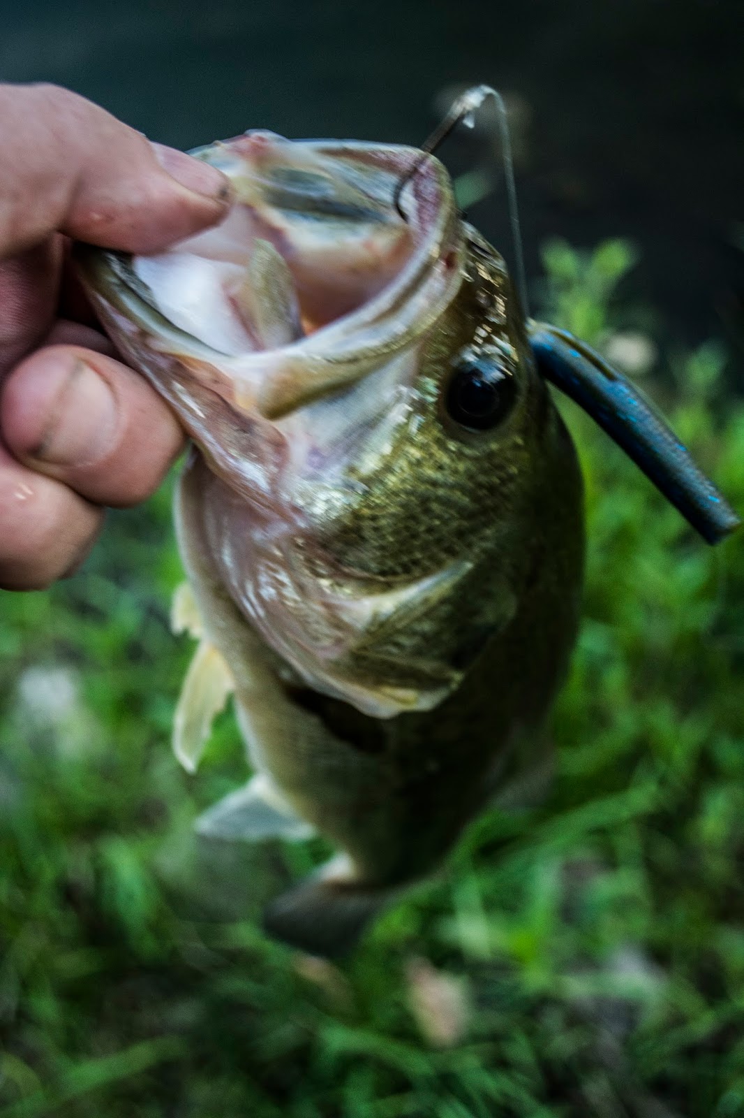 Litton's Fishing Lines Pond Purview