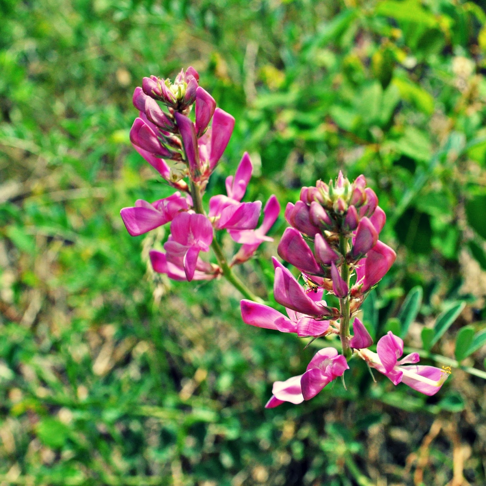 Koot Blog little indian girls