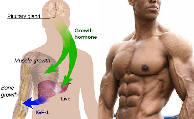 How To Boost Your HGH Naturally To build strong Body