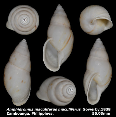 Amphidromus maculiferus maculiferus 56.03mm