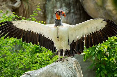 Viaja a Isla de Barú "Un paraíso con 1.900 pájaros"