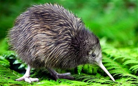 The Kiwi | Strange-Animal