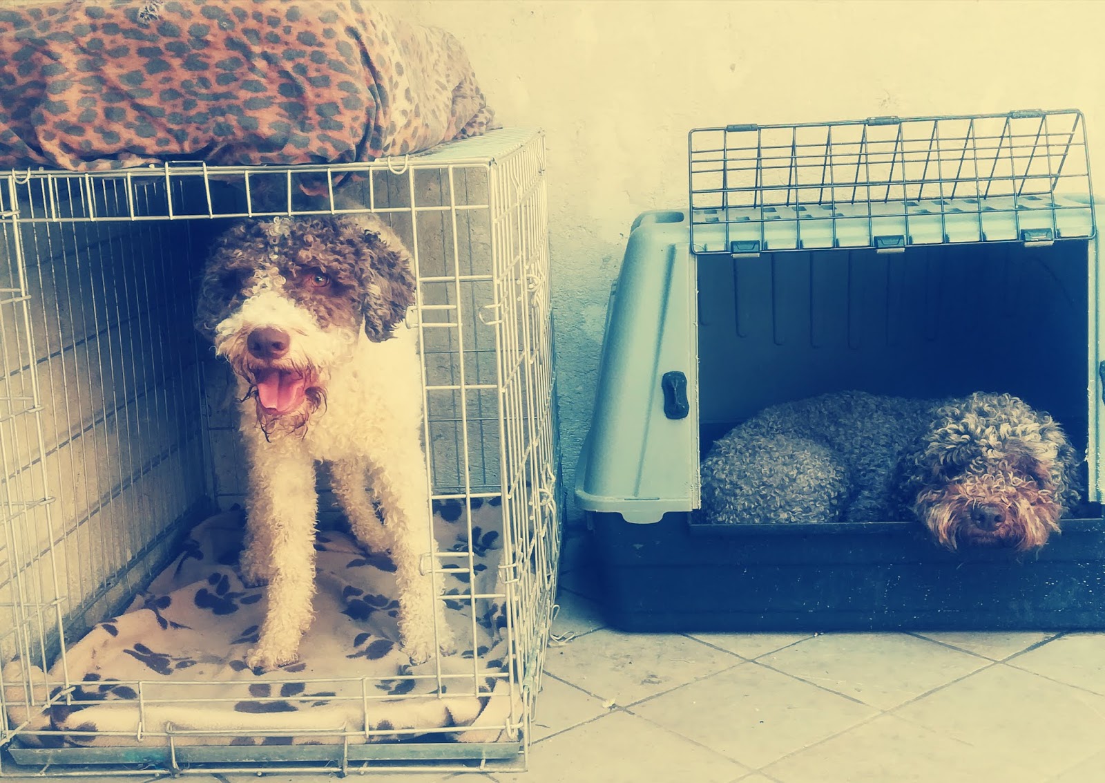 Kennel o no kennel... Questo è il problema.