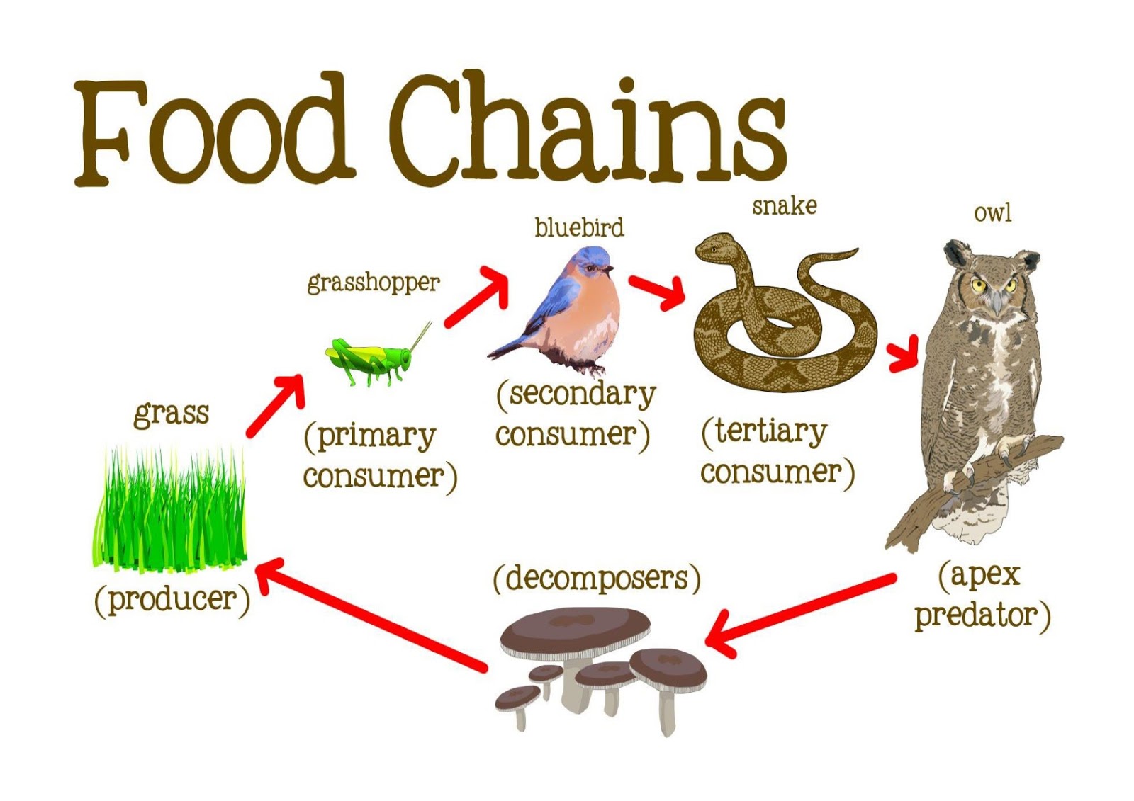 Food Chain And Food Web Meaning Diagrams Examples Teachoo - Vrogue