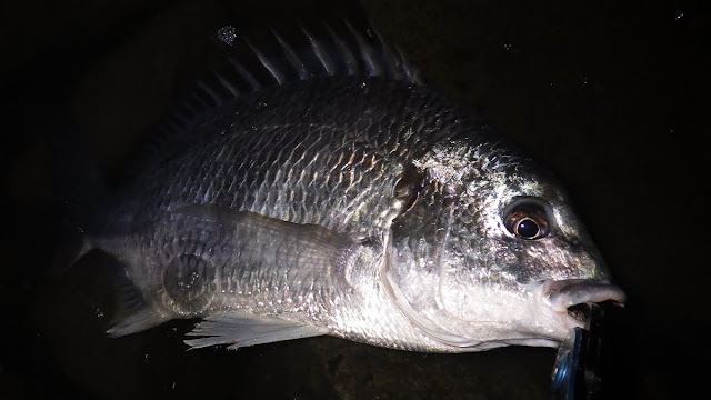 キビレ ボトムチニング 湾奥 河川 Chinu HEAD (チヌヘッド) SV-30 1/16oz.(1.8g) + エコギア 熟成アクア バグアンツ 2inch キビレ ボトムチニング 湾奥 河川 Chinu HEAD (チヌヘッド) SV-30 1/16oz.(1.8g) + エコギア 熟成アクア バグアンツ 2inch