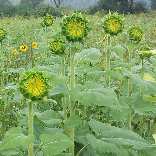 Young sunflowers facing east.