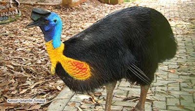 10 Hewan Asli Papua Ini Terancam Punah Mahessablog Blog