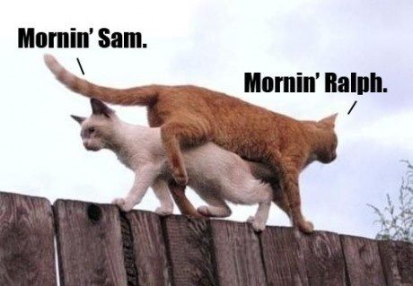 My Cat Daily Normal Life - Mornin' Sam - Mornin' Ralph