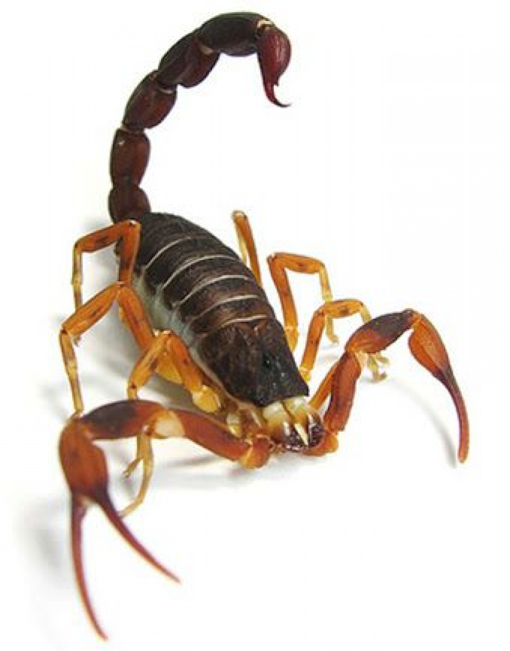 Escorpiões | Scorpiones