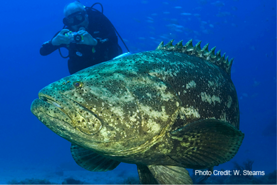 Тигровый малоглазый групер. Epinephelus tukula. Атлантический гигантский групер. Средиземноморский групер. Морская рыба групер.