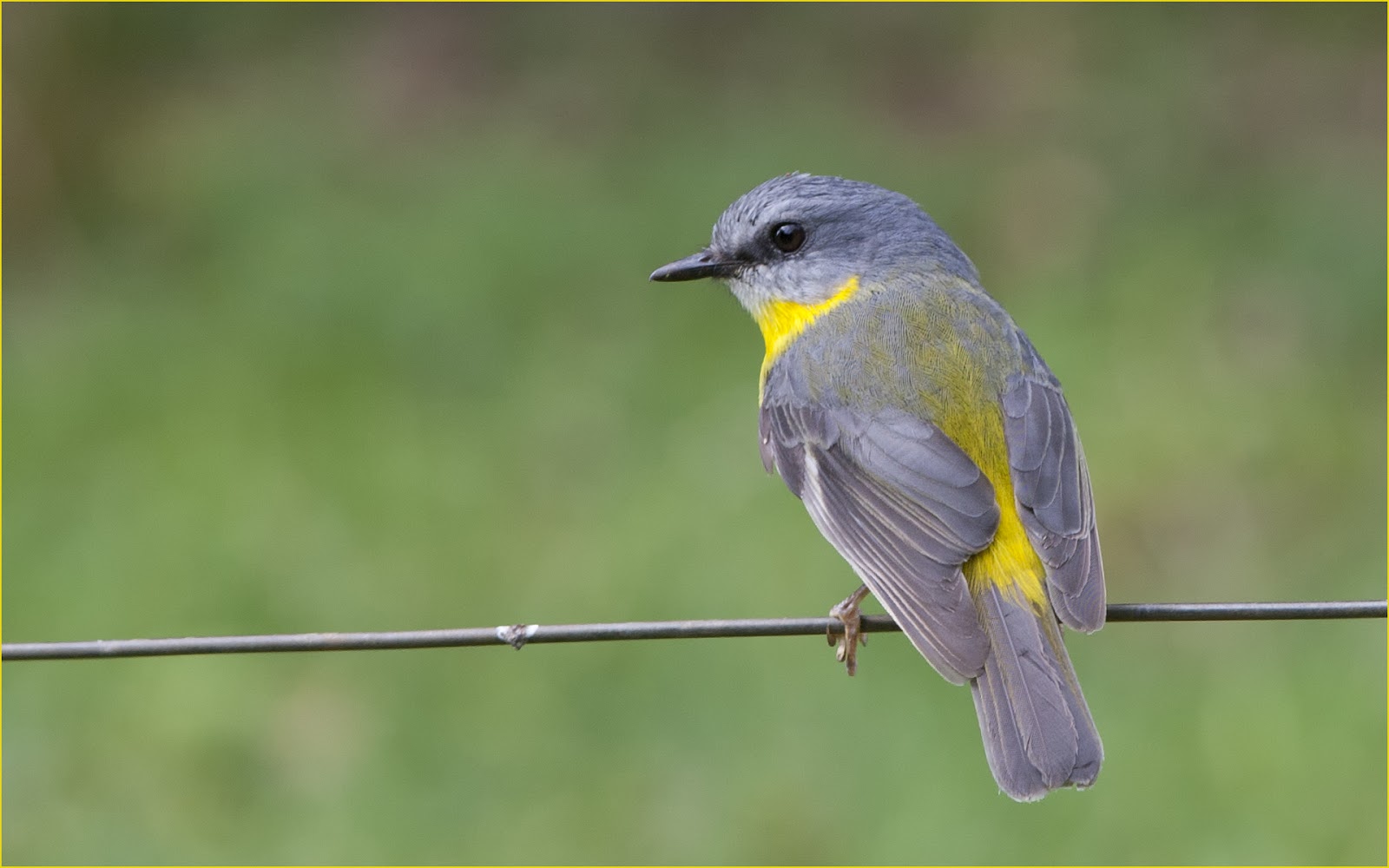 Catching the Light Eastern Yellow Breasted Robin