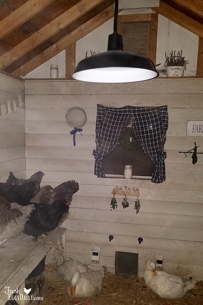 How to Light your Chicken Coop for Less than 50 with no Electricity