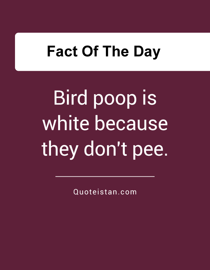 Bird poop is white because they don't pee.