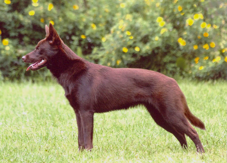Australian Kelpie Breed Profile Australian Dog Lover