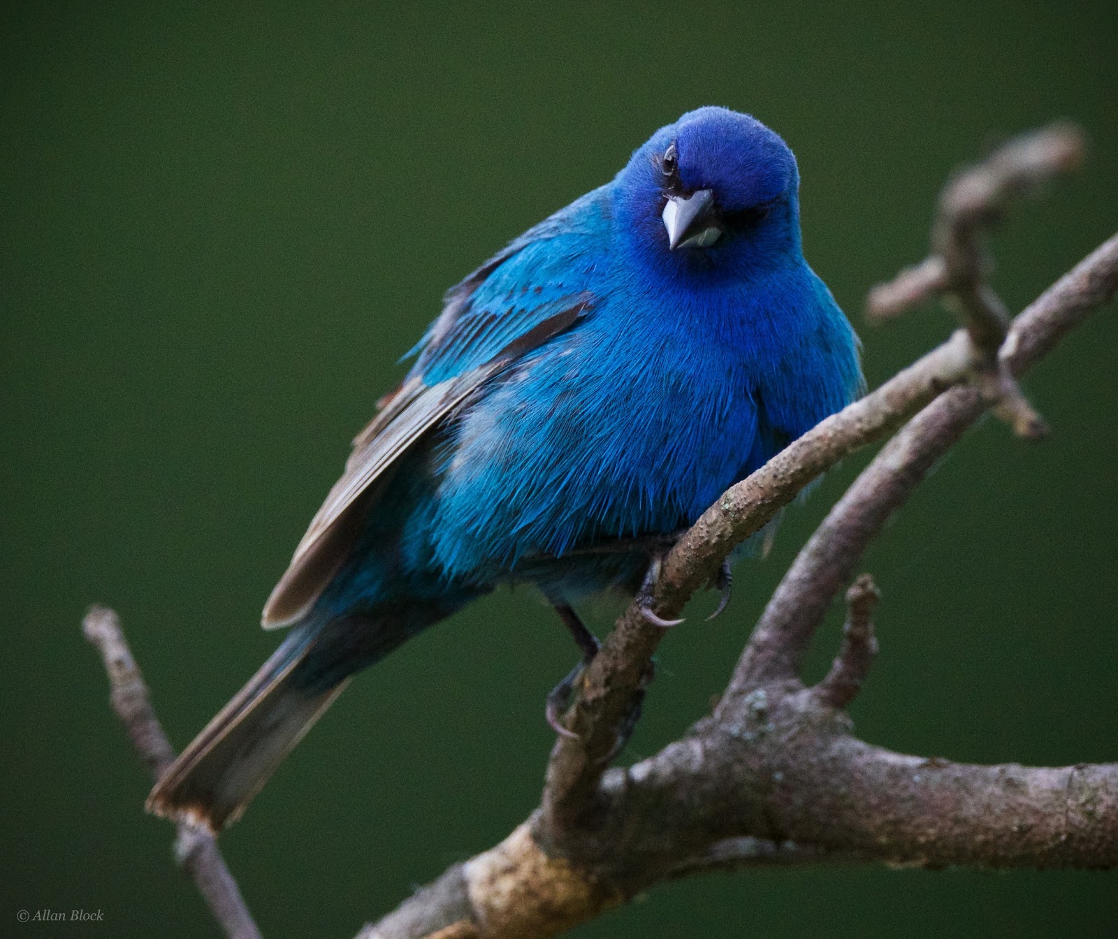 feather tailed stories indigo bunting feather tailed stories indigo bunting