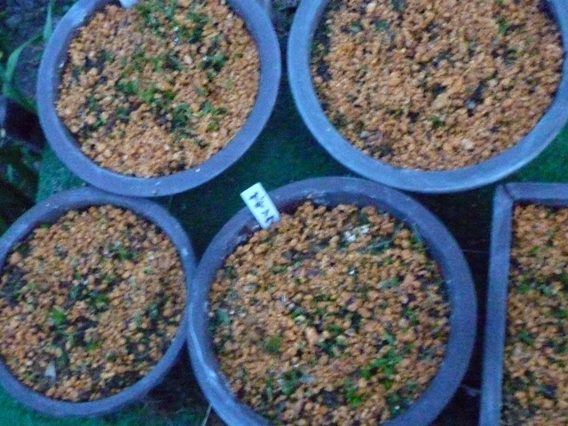 サギ草の鉢1