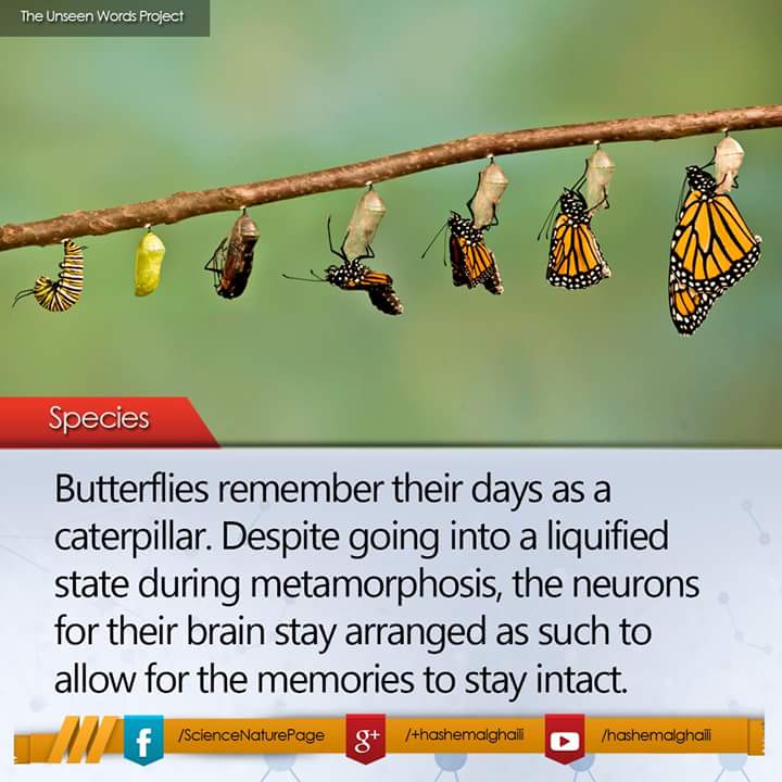 Animals and Kids World Amazon Butterflies Drink Turtle Tears For