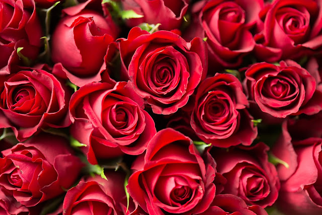 red-roses-wallpaper