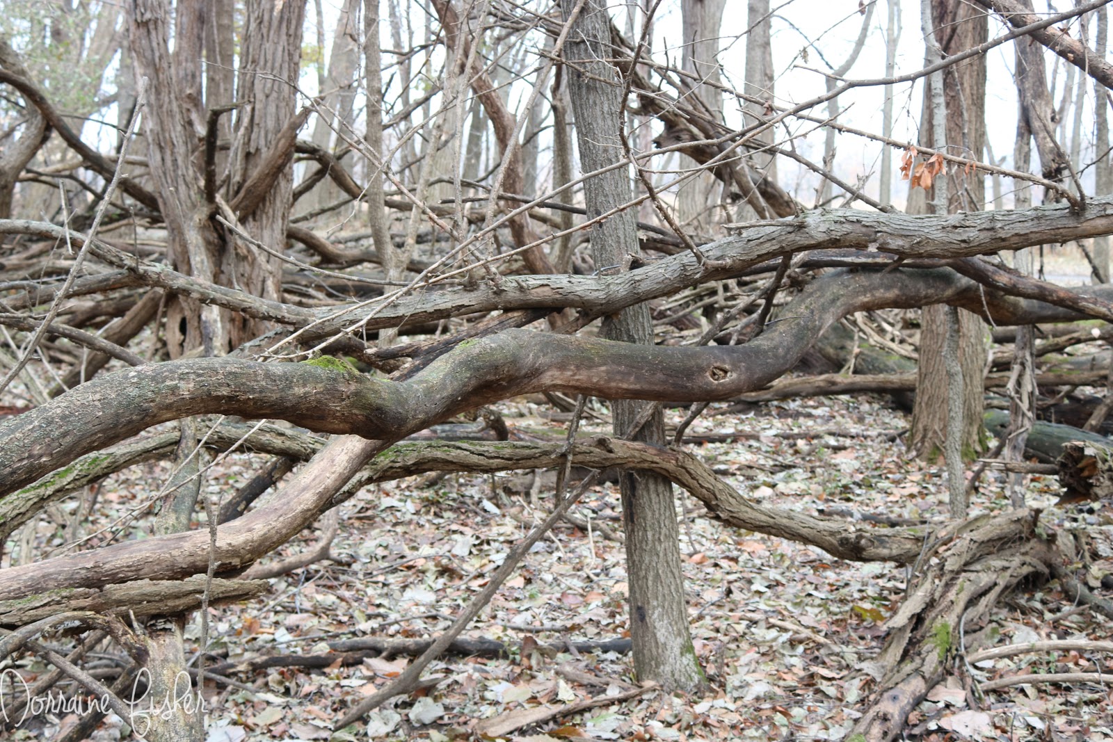 Is Bigfoot Building A Fence? The Crypto Crew