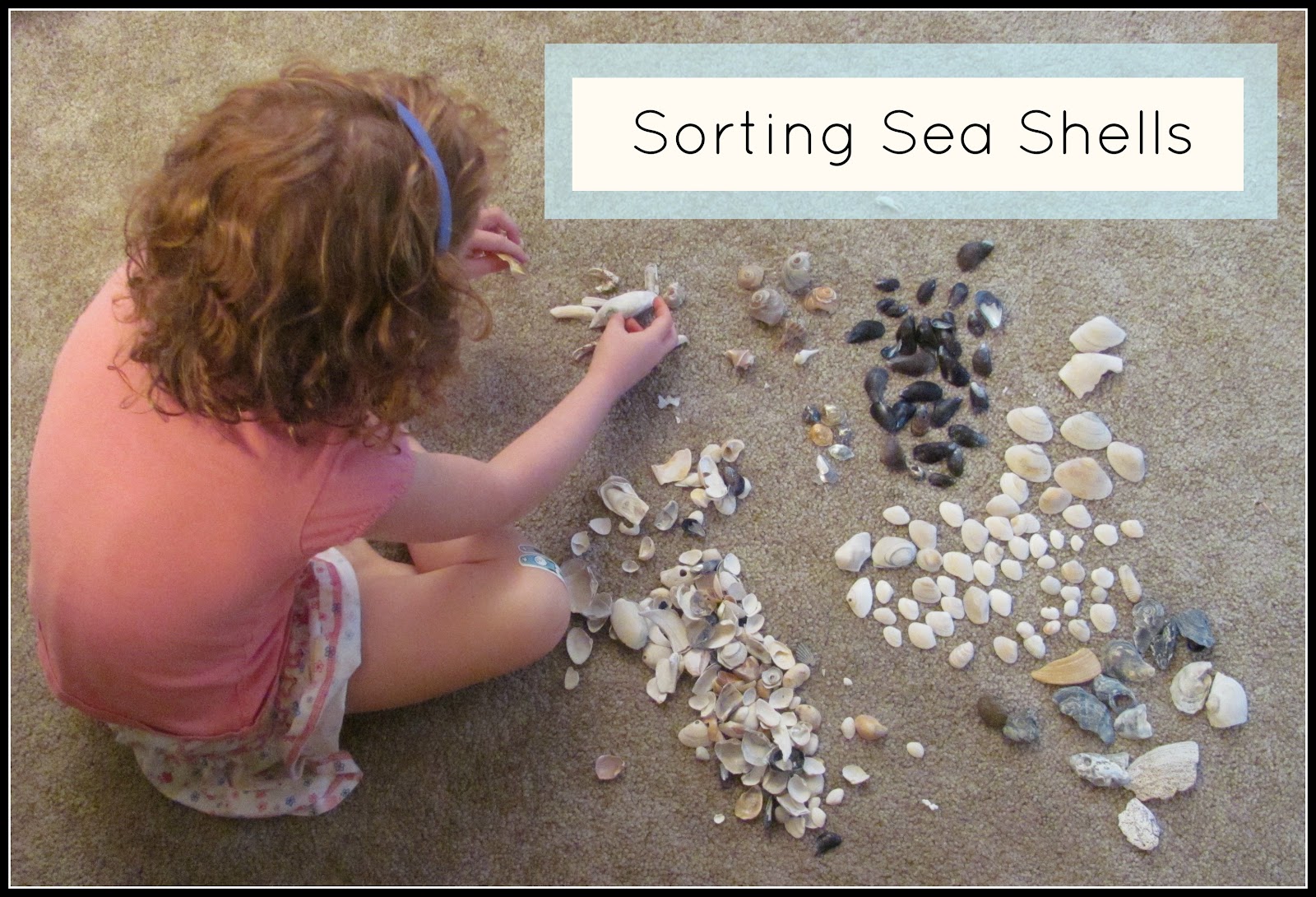 The Chocolate Muffin Tree: Sorting Sea Shells