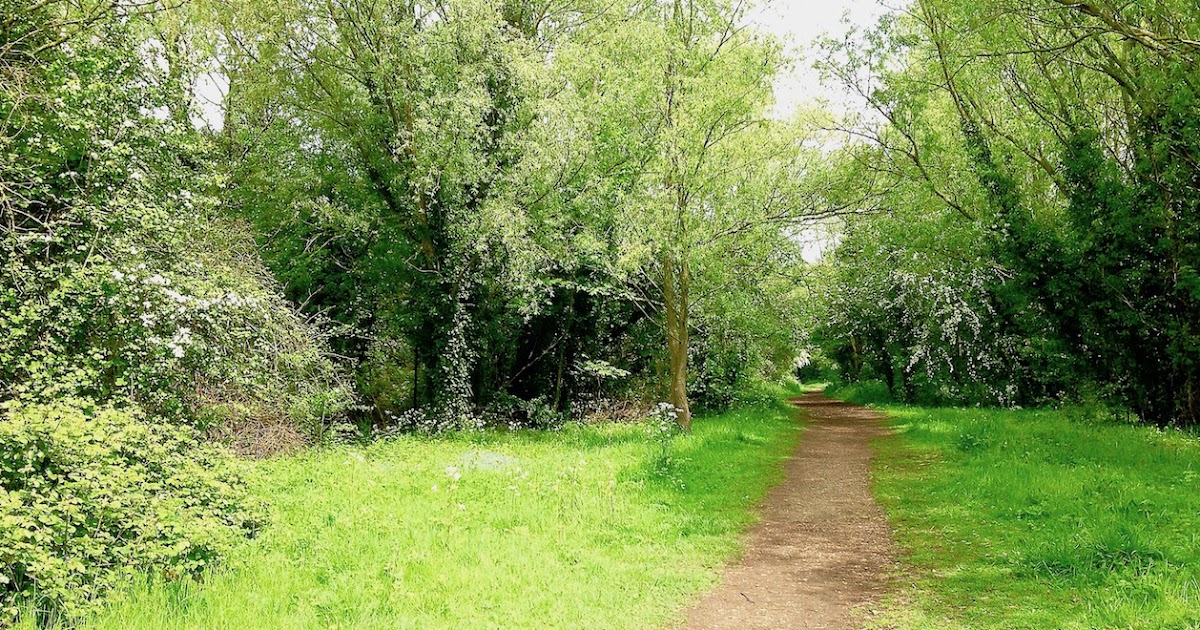 Cambridgeshire walks Somersham Nature Reserve and Lake