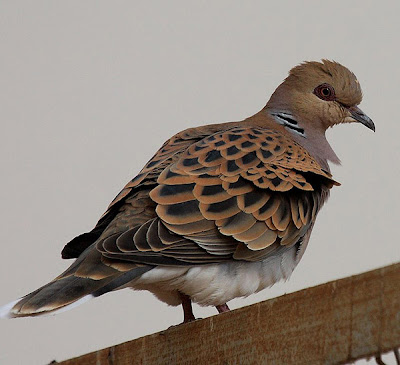 Tórtola europea (Streptopelia turtur)